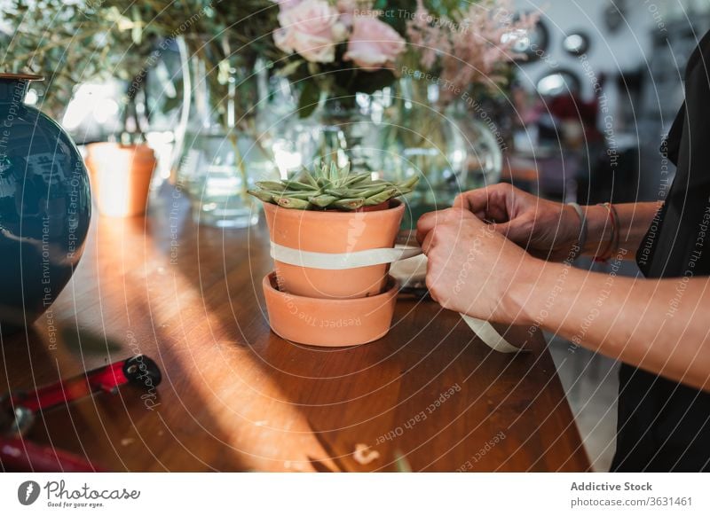 Florist arrangiert Band auf Topf mit Sukkulentenpflanze Blumenhändler Pflanze Werkstatt Bändchen einrichten Arbeit Frau Floristik Hand Laden Einzelhandel Beruf