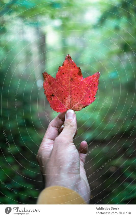 Anonymer männlicher Reisender im Wald mit rotem Blatt Mann reisen Wanderung Natur Baum Herbst Algonquin PP Kanada Ontario Pflanze Hand Laubwerk Umwelt Abenteuer