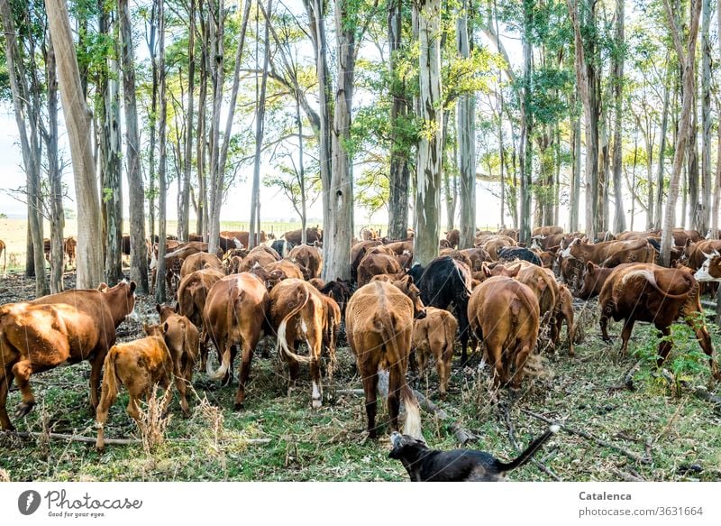 Zwischenräume | gut gefüllt mit Rindern Tierhaltung Braun Tageslicht Grün blau Umwelt Eukalyptus Hund Sommer Landschaft Natur Pflanze Gras Eukalyptuswald Kuh