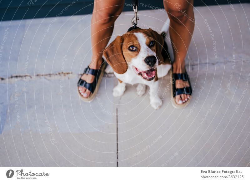 Draufsicht einer jungen Frau, die mit einem Beagle-Hund im Freien spazieren geht. Familie und Lebensstilkonzept Großstadt urban Lifestyle laufen