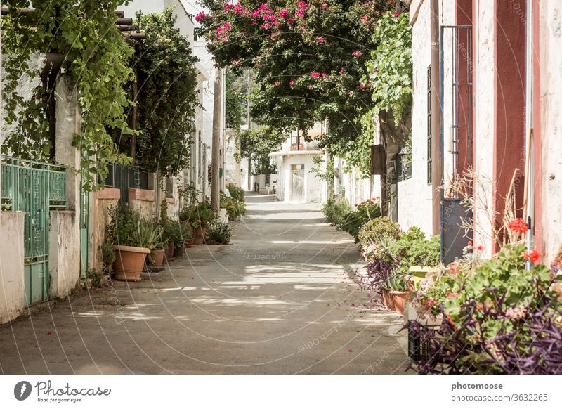Mit Blumen geschmückte Dorfstraße auf Kreta Grün Pflanze Pflanzen Straße Weg Mediterran Sommer sommerlich Zentralperspektive Außenaufnahme