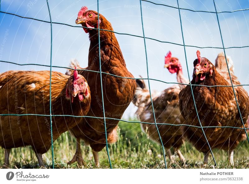 Neugierige Hühner hinter einem Zaun Hähnchen Nahaufnahme Natur Tier Bauernhof Farbfoto Außenaufnahme Tiere Nutztier Blick organisch Gras
