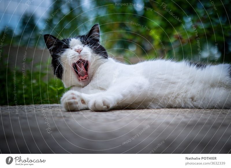 Gähnende Katze auf dem Boden im Garten liegend gähnend nicht Hauskatze Farbfoto Außenaufnahme Tierporträt grün im Freien Ein Tier katzenhaft