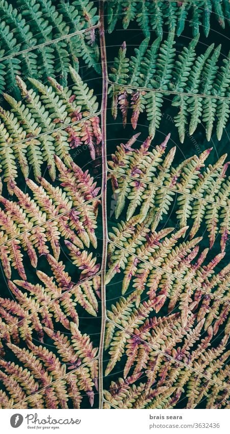 Buntes Farnblatt im Wald Wurmfarn farbenfroh Blatt Blätter mehrfarbig gemalt oben Pastellfarben Umschlaggestaltung Deckung voller Rahmen Blätter Hintergrund