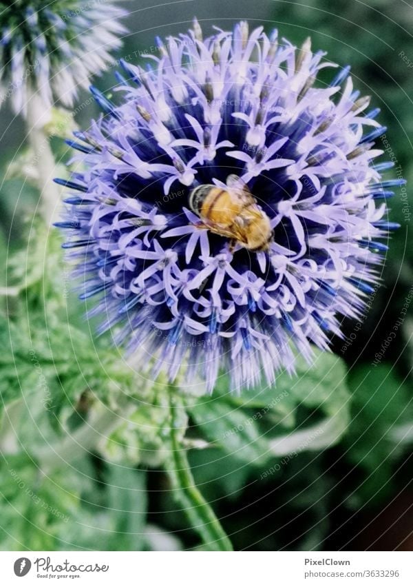 Insekt und eine Blume Biene, Blume, Blüte Nektar Pollen Makroaufnahme Nahaufnahme Tier Flügel Sommer, blau, Wiese, Flora