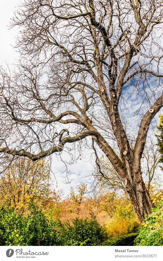 Ein schöner dramatischer Baum ohne Blätter im Herbst Hintergrund Ast fallen Landschaft live Natur Pflanze Saison Himmel Bäume
