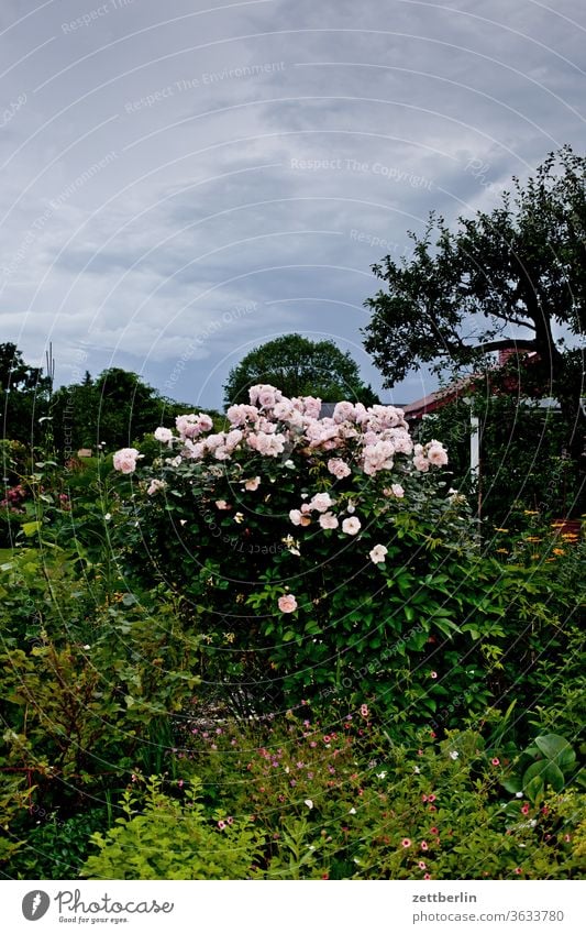 Rosenstrauch am Abend blume blühen blüte erholung ferien garten gras himmel kirschen kleingartenkolonie menschenleer natur pflanze ruhe schrebergarten sommer