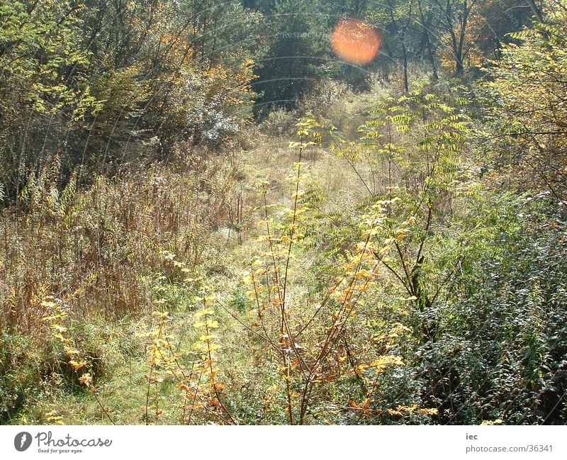 Herbstgras Gras Bundesland Burgenland Wald Wiese Sträucher