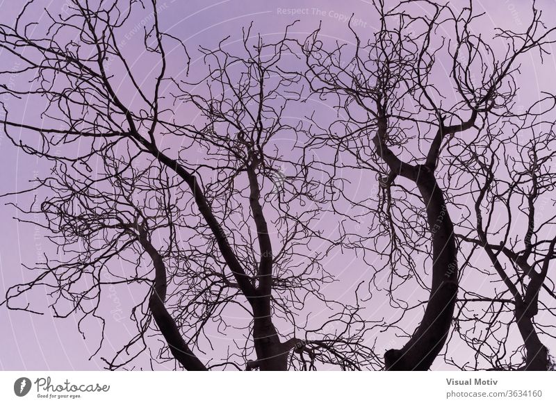 Dunkle Äste gegen den Sonnenuntergangshimmel eines Aesculus hippocastanum-Baums, allgemein bekannt als Rosskastanie oder Kastanienbaum Niederlassungen
