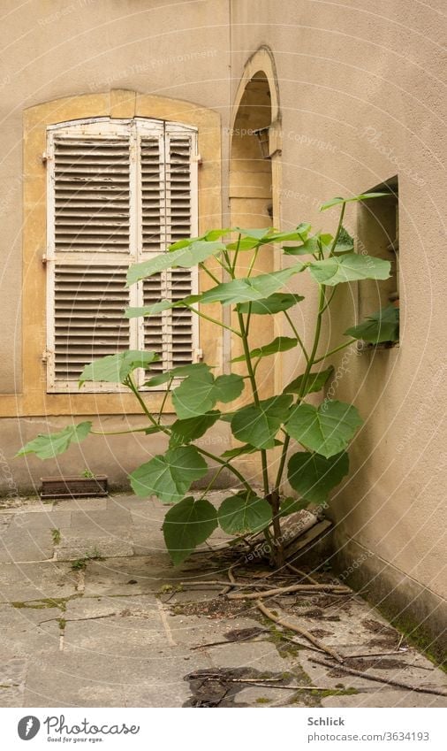 Pflanze wuchert in einem verlassenen Hinterhof wuchern Fensterladen Türöffnung Detail Architektur unbewohnt erobern Bodenplatten Hauswand Pionierpflanze grün