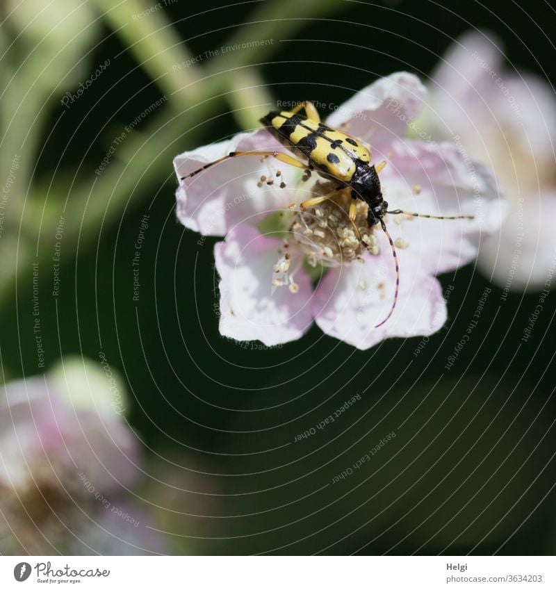 gefleckter Schmalbock - Bockkäfer auf Nahrungssuche in einer Brombeerblüte Käfer Natur Farbfoto Außenaufnahme Pflanze Tier Makroaufnahme Nahaufnahme Insekt 1