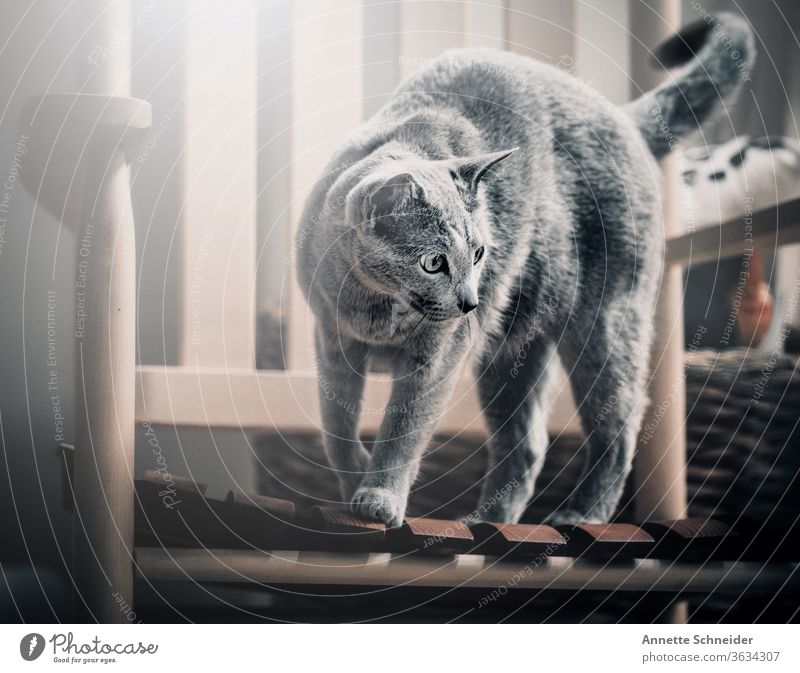 Katze auf Schaukelstuhl Haustiere Fell Rassekatze grau schön Ein Tier Innenaufnahme Tierporträt Lebensfreude Mut