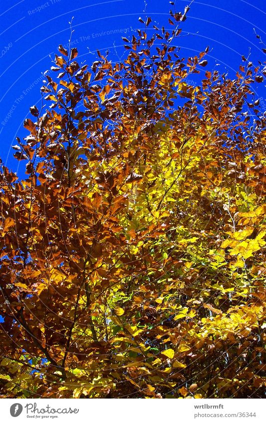 Goldener Oktober Blatt Herbst mehrfarbig gelb Baum gold Himmel blau