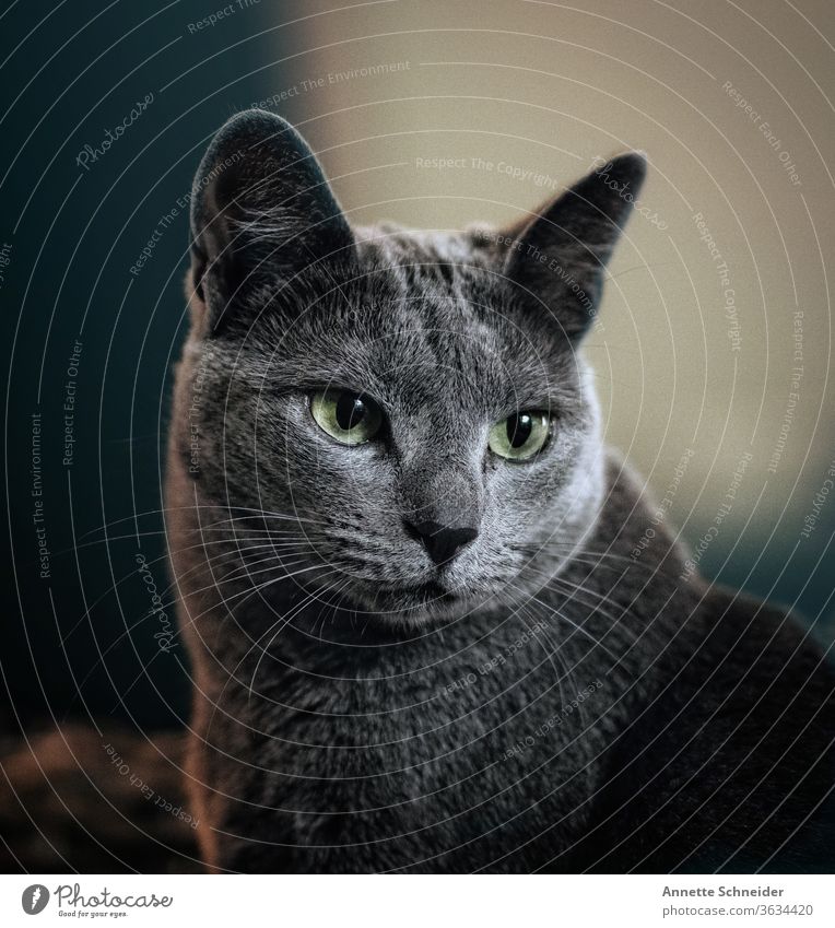Katze Haustiere schön Fell niedlich Rassekatze Tiergesicht grau Farbfoto