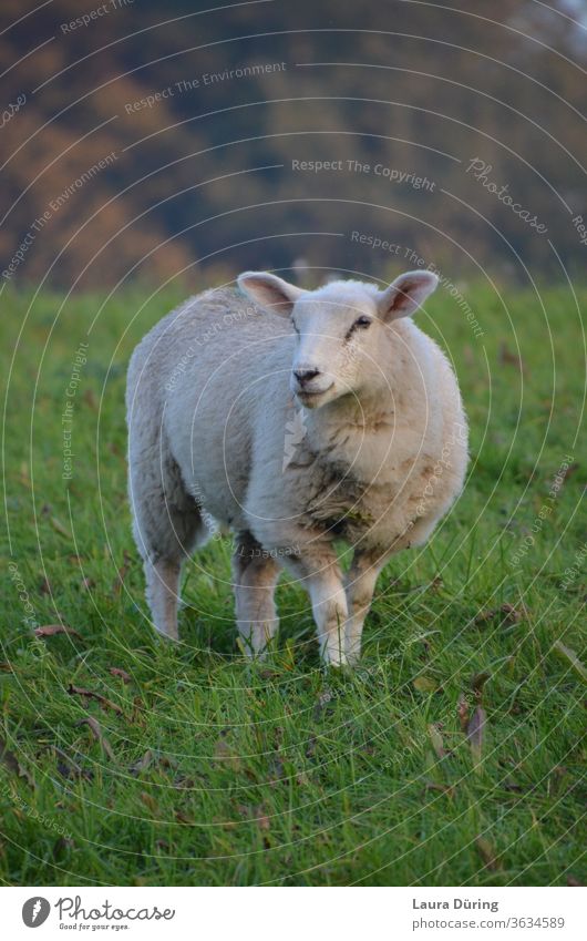 Schaf Porträt auf Weide Wolle Wiese Tier Tierporträt Nutztier Natur Außenaufnahme Gras Landschaft Umwelt Blick grün Feld weiß natürlich Schafherde