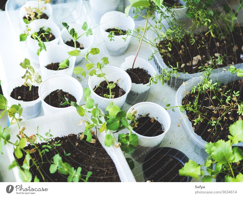 Hausgartenpflanzen in Kunststoffgläsern grün Blütenknospen Pflanze heimwärts Garten wachsen Gemüse Lebensmittel Gesundheit Natur organisch Wachstum jung neu