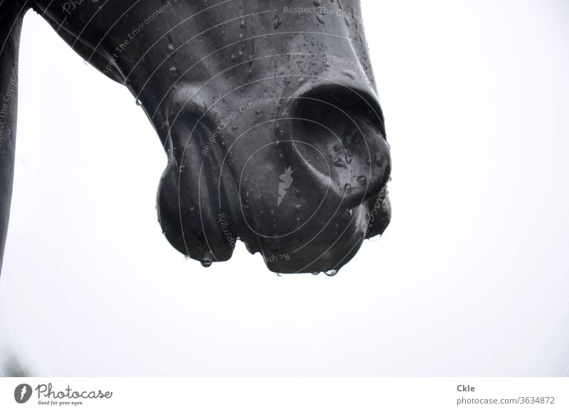 Regentropfnasse Pferdeschnauzeskulptur Plastik Skulptur Bildnis Pferdekopf Tier Tierporträt Nüstern Außenaufnahme Tag Tiergesicht Maul Regentropfen Metall