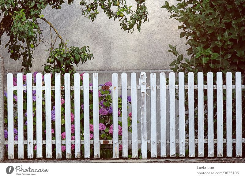 Hortensien hinter einem alten, lückenhaften, weißen Zaun, darüber Sonnenschein und einige unreife Birnen kaputt idyllisch Birnbaum Außenaufnahme Farbfoto