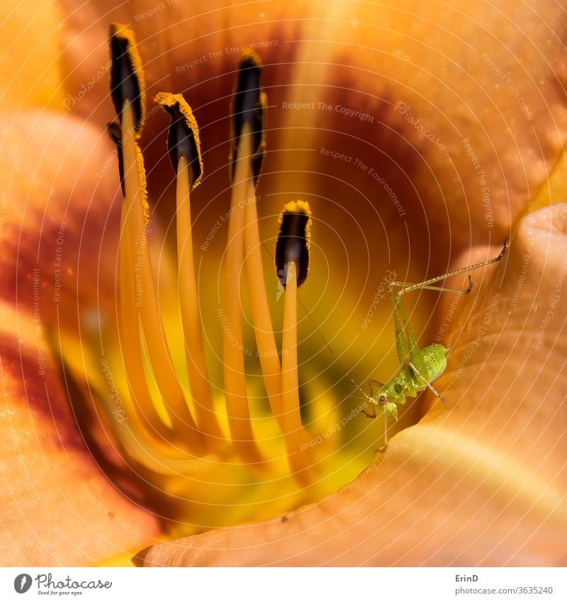 Katydiden-Insektenstangen in Blüte in Nahaufnahme mit lebhafter Farbe Makro abschließen abstrakt konzeptionell gelb weiß farbenfroh Leben Blume Taglilie Lilien