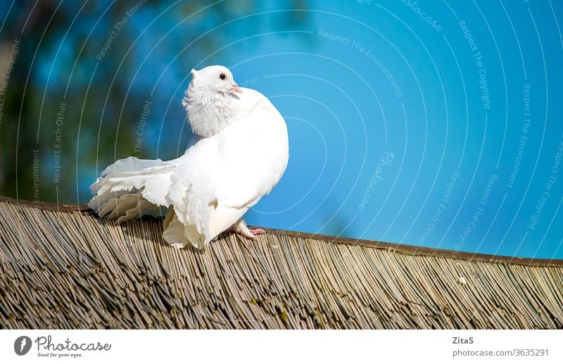 Weiße Taube auf einem Holzdach sitzend weiß Vogel Federn blau Himmel sonnig Natur Tier wild schön friedlich Dach hölzern im Freien