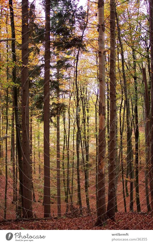 Herbstlicher Wald Baum Blatt mehrfarbig gelb braun grün Baumrinde Baumstamm Bodenbelag belaubt Zweig Ast
