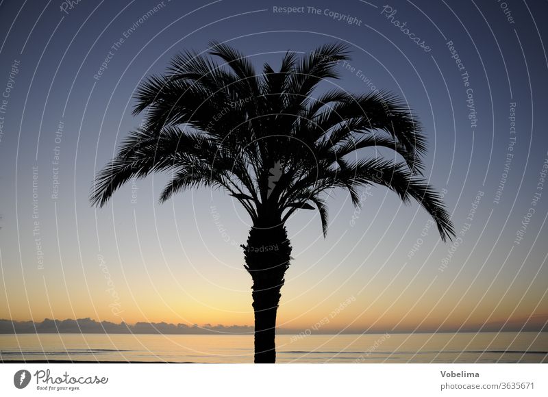 Palme in der Morgendämmerung palme Baum morgen himmel sonne morgenhimmel süden sonnenaufgang meer küste landschaft natur morgenrot einzeln romantisch malerisch