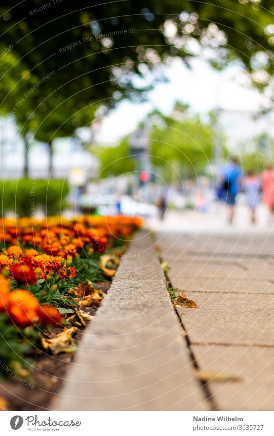 Blumen säumen einen Gehweg in Chemnitz orange führender Weg Stadt Stadtzentrum Stadtzentrum & Innenstadt Menschen wenig tiefenschärfe Schwache Tiefenschärfe