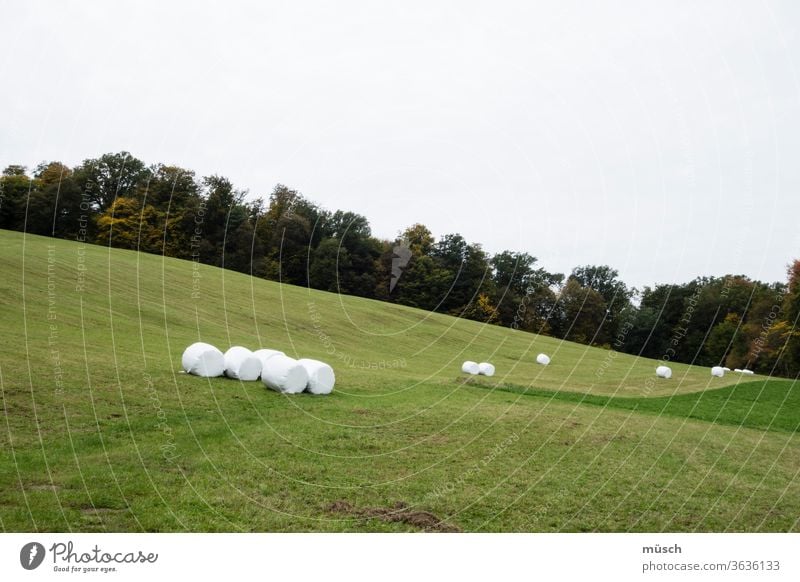 eingepackte Strohballen auf einer Wiese Getreide Ballen Landwirtschaft Bäume weiß grün Hang Bauer abfallend hügelig Herbst Ernte Plastik Heu Ökologie Landschaft