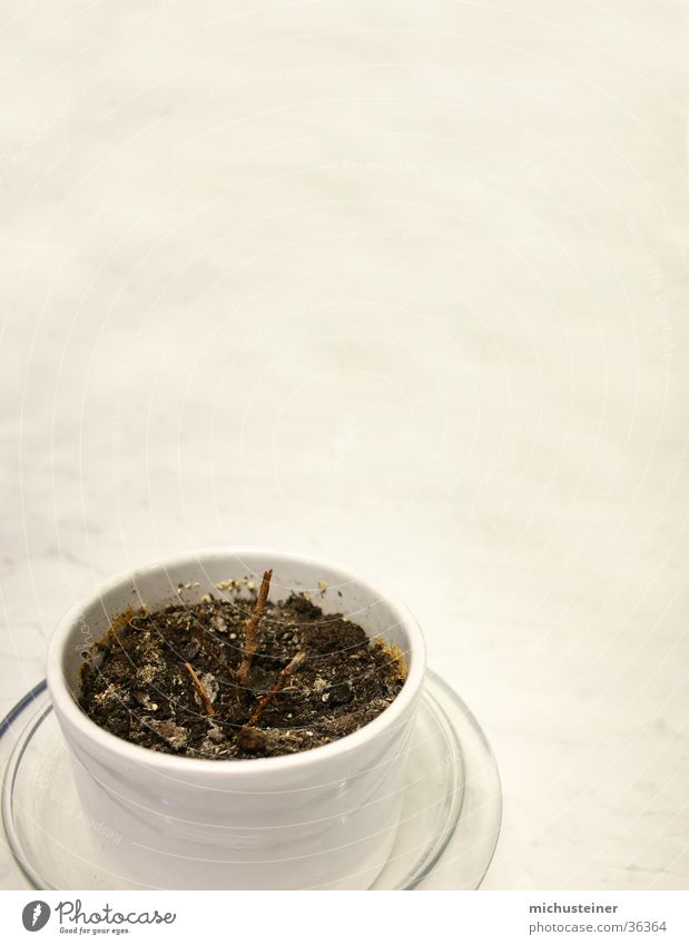 Überlebenskampf Pflanze Tisch Hintergrundbild Topf vernachlässigen trocken Büropflanze Erde vertrocknet Einsamkeit alt Tod
