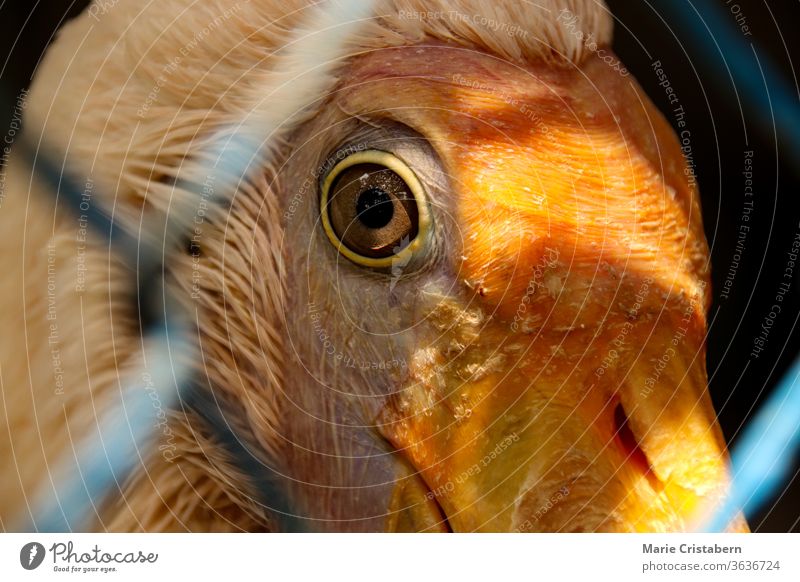 Nahaufnahme einer Vogelperspektive hinter einem Maschendrahtzaun Gefangenschaft Vogel in Gefangenschaft Schutz von Wildtieren soziale Fragen