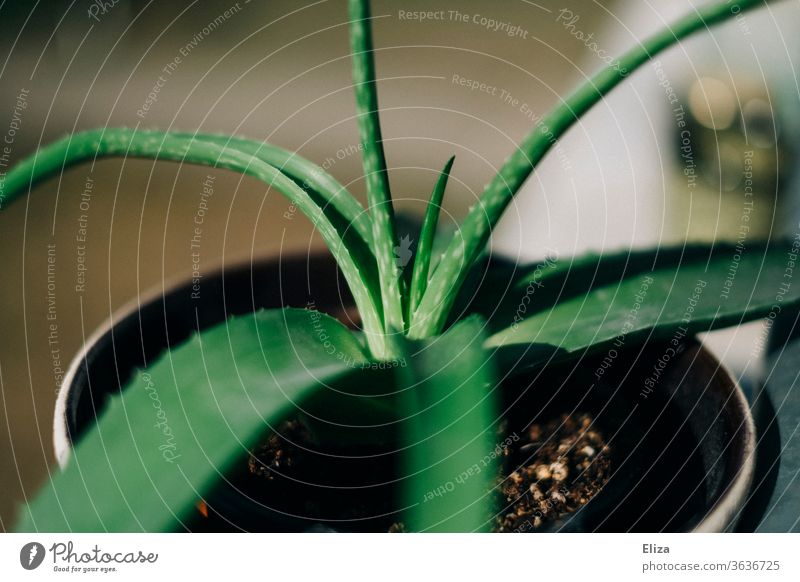 Aloe Vera Pflanze im Topf mit hängenden Blättern grün Blumentopf Gesundheit Zimmerpflanze