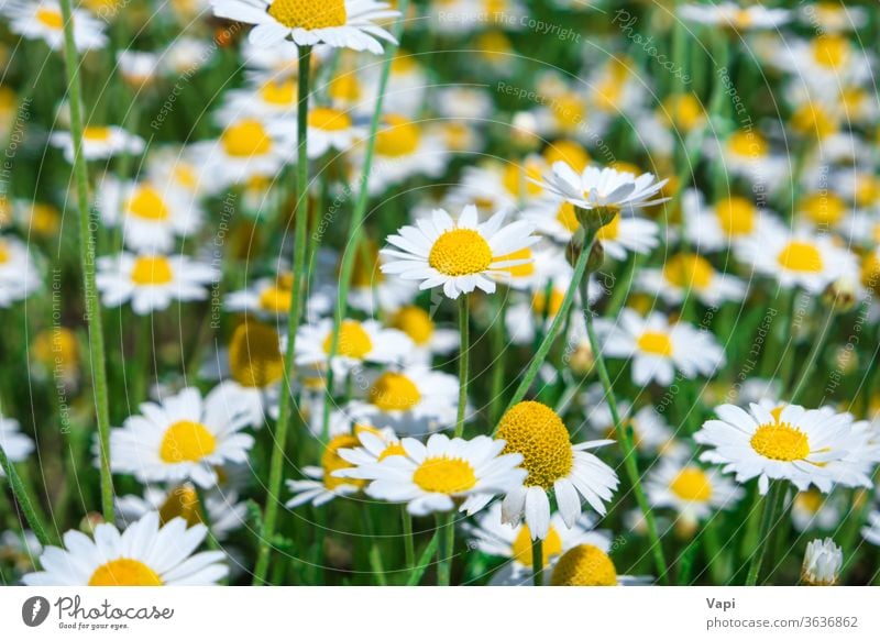 Weißes Gänseblümchen auf grünem Feld Blume weiß Kamille Natur Wiese Frühling Blüte viele Sommer Pflanze schön Gras natürlich Hintergrund gelb Saison sonnig