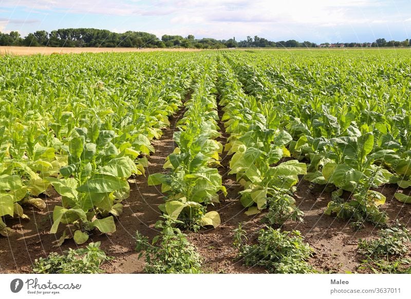 Grüne Tabakpflanzen auf einem Feld in Rheinland-Pfalz Pflanze Schonung grün Blatt Ackerbau Natur Zigarre wachsend Ernte Nikotin Blütezeit Zigarette nicotiana