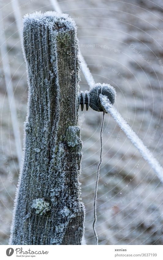 Holzpfosten eines Elektrozauns mit Raureif im Winter Zaun Eis gefroren Frost Schnee frieren kalt Pfosten Eiskristall Gedeckte Farben Grenze gesperrt Abgrenzung