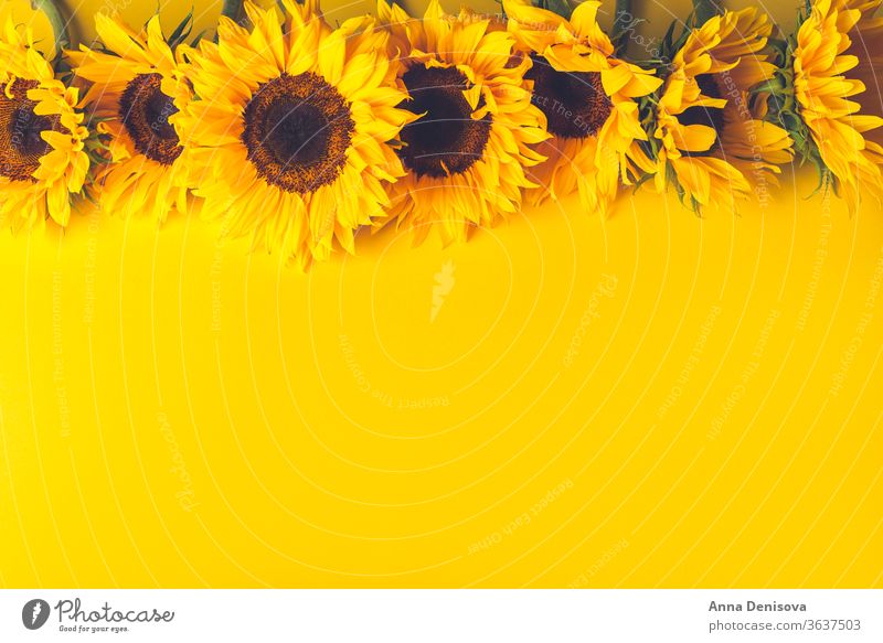 Gelbes Sonnenblumenbouquet Blumenstrauß August Herbst fallen Haufen Holz hölzern Tisch gelb Raum Natur weiß rustikal natürlich Pflanze Saison geblümt Kopie