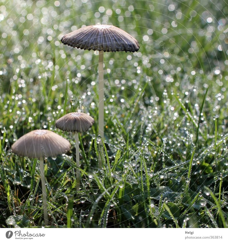 Kuschelgruppe | ...mit nassen Füßen Umwelt Natur Pflanze Wassertropfen Herbst Gras Grünpflanze Pilz Garten glänzend stehen Wachstum ästhetisch einfach klein