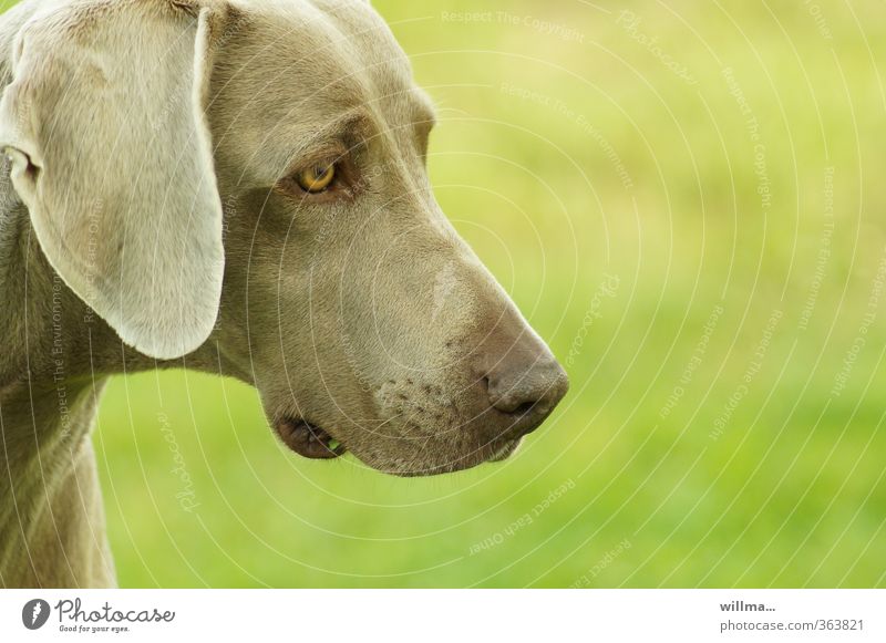 Weimaraner Tia Tier Haustier Hund 1 braun grün Tierliebe Treue Kopf Textfreiraum rechts Tierporträt Profil