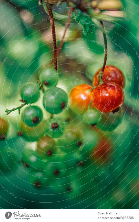 rote und grüne Johannisbeeren Beeren lecker Sommer frisch Frucht Gesundheit gesund Garten Essen saftig pflücken reif Lebensmittel Gesunde Ernährung sauer