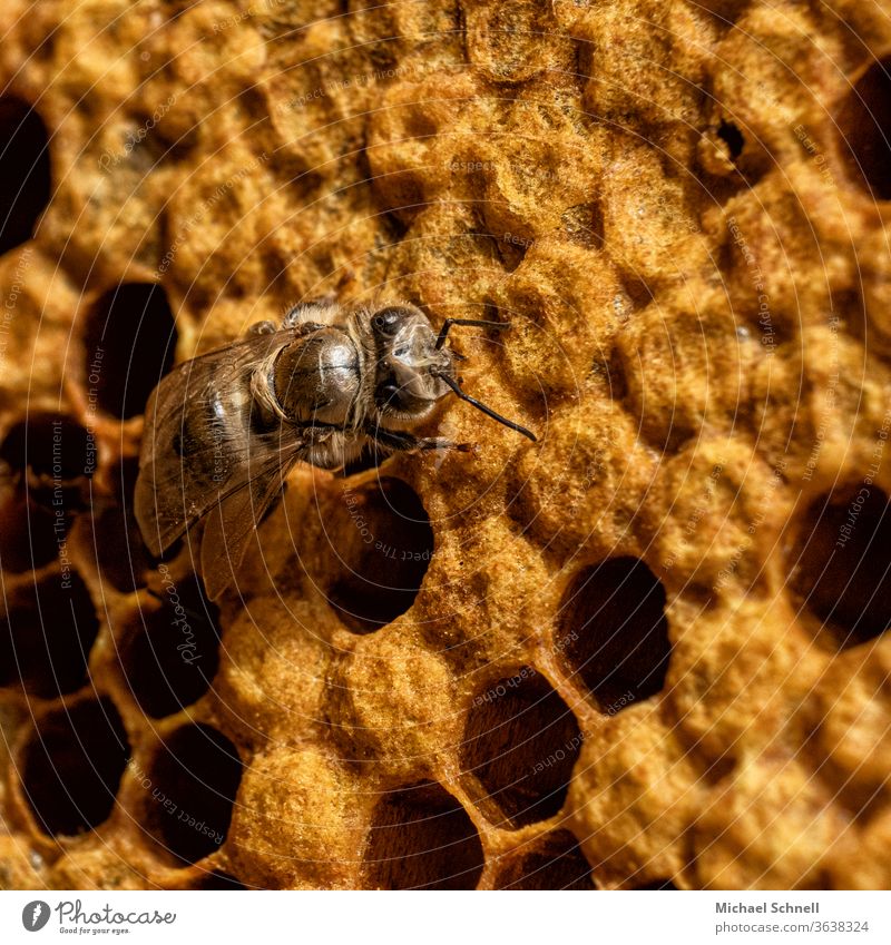 Eine frisch geschlüpfte Biene Insekt Makroaufnahme gelb Wabe Honig Honigbiene Imkerei Natur Bienenzucht Honigwabe jung strubbelig Jungtier