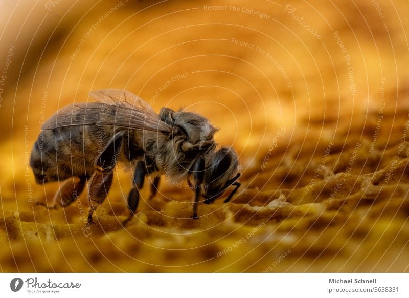 Eine frisch geschlüpfte Biene Insekt Makroaufnahme gelb Wabe Honig Honigbiene Imkerei Natur Bienenzucht Honigwabe jung strubbelig Jungtier