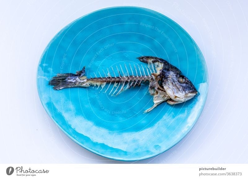 Fischskelett Dorade Goldbrasse Skelett Gräten Fischkopf Schwanzflosse Fischauge Fischereiwirtschaft Ernährung Meer Tod Totes Tier Lebensmittel Schuppen
