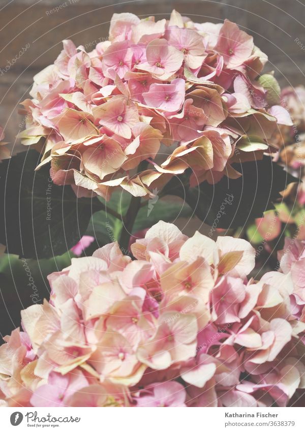Hortensie Hortensienblüte Blüte Farbfoto Blume Natur Makroaufnahme Sommer Unschärfe schön Tag Dekoration & Verzierung Detailaufnahme rosa grün Außenaufnahme