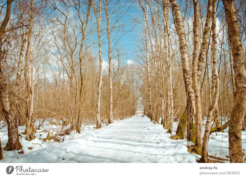 Waldweg Frühling Winter Schönes Wetter Schnee Baum hell Frühlingsgefühle Wege & Pfade Schneelandschaft Sonnenstrahlen Sonntag Romantik blau Himmel vorwärts
