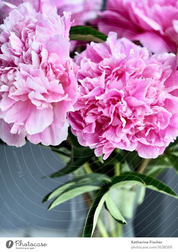Pfingstrosen rosa Blume Blüte Nahaufnahme Natur Farbfoto Detailaufnahme Sommer Frühling Blühend Duft Blütenblatt Tag schön Innenaufnahme ästhetisch natürlich