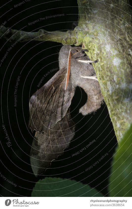Der Pappelschwammspinner zeigt seinen nach oben gekrümmten Körper und ausgedehnte Flügel. Geflecktes Sonnenlicht, schlichter dunkler Hintergrund. Pappeln