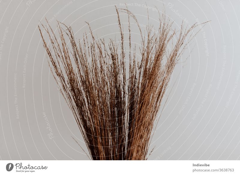 Ein Bündel getrocknetes Stroh in einem Studio mit einer weißen Wand trocknen Haufen Pflanze Weizen Natur Schönheit Feld Korn Porträt schön Sommer Ernte Roggen