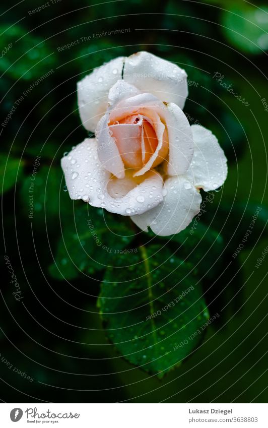 Weiße und rosa Rose mit Regentropfen bedeckt Garten Blume Natur natürlich grün Blüte geblümt Blütezeit Frühling Sommer Flora Roséwein Hintergrund Blatt