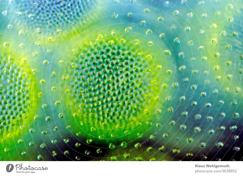 250 fach vergrößert, Volvox Kugelalge Durchlicht Farbfoto Makro Mikrofoto Mikroskop Alge Chlorpophyll Zelle Blau Grün Mikrokosmos Volvox aurea