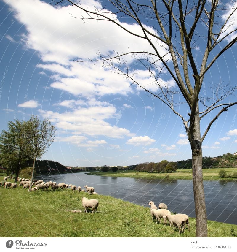 lass es fließen ufer Baum Kanal Elbe Fluss Landwirtschaft blau Himmel Blauer Himmel Sommer Wolken Natur Wind Uferdamm Deich Schaf Lamm Tier Nutztier