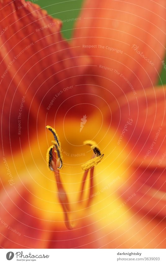 Gelb orange Taglilien Hemerocallis-Hybride in Nahaufnahme Taglilien (Hemerocallis) Lilien schön Blütenstempel Natur Blütenblatt Makroaufnahme Blume Lilium